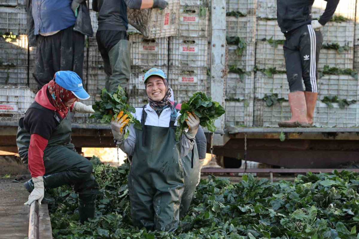 Adana’da ıspanak hasadına başlandı 