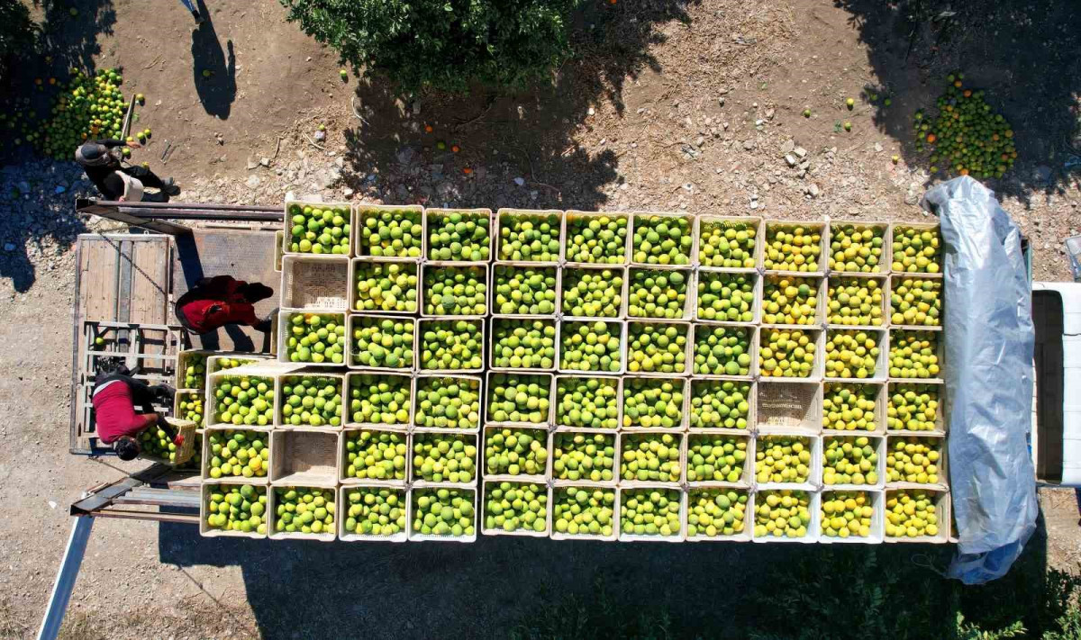 Pestisit kullanımı, tarım ürünlerini gümrükten geri gönderiyor 