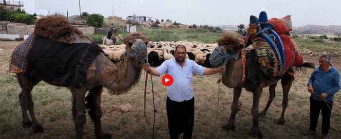 Kurbanlık develer 300 bin TL’den kapış kapış satıldı